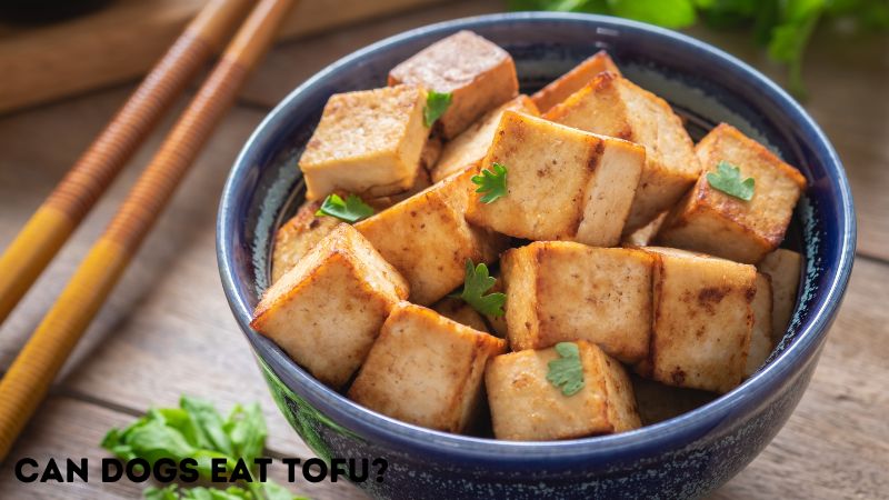 Can dogs eat Tofu 