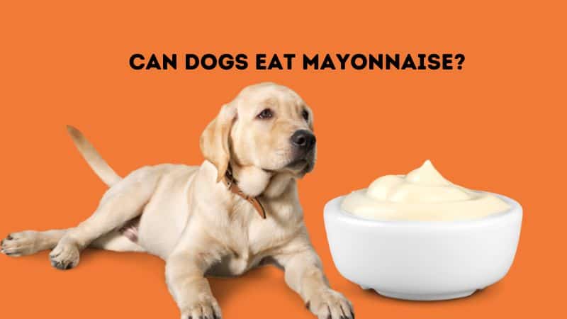 Can Dogs Eat Mayonnaise?