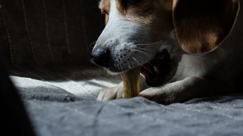 10 Best Dental Chews for Senior Dogs