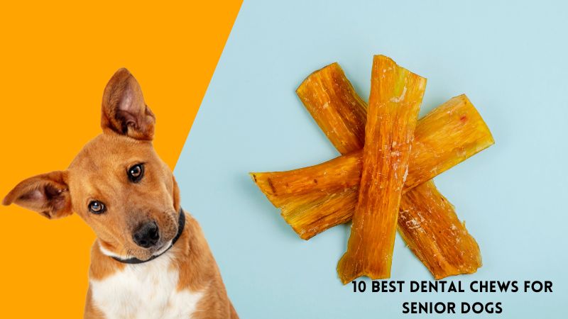 10 Best Dental Chews for Senior Dogs