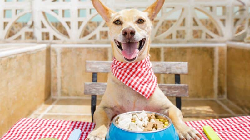 17 Best Vet-Recommended Dog Foods of 2023-min