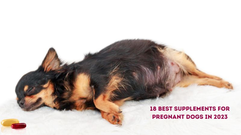 18 Best Supplements for Pregnant Dogs in 2023