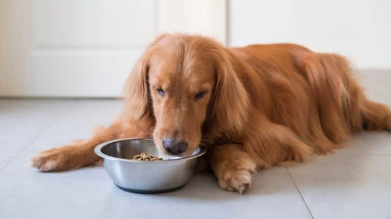 Are dog food brands nutritious and wholesome