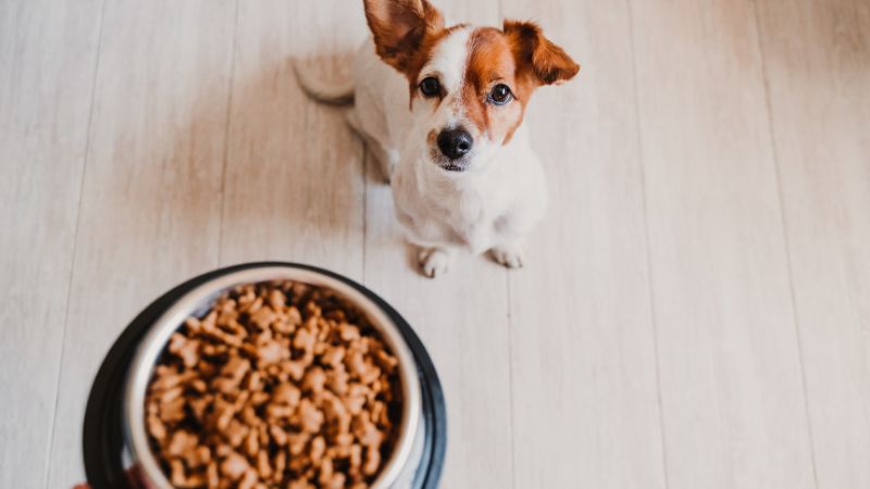 Are dog food brands nutritious and wholesome