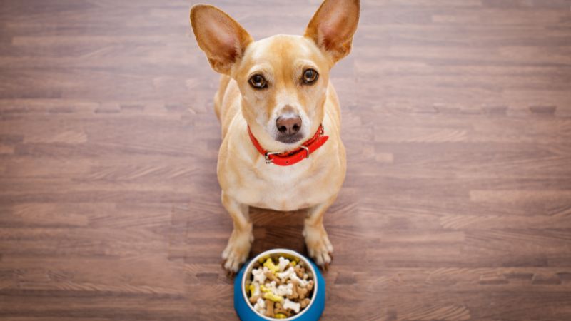Are dog food brands nutritious and wholesome