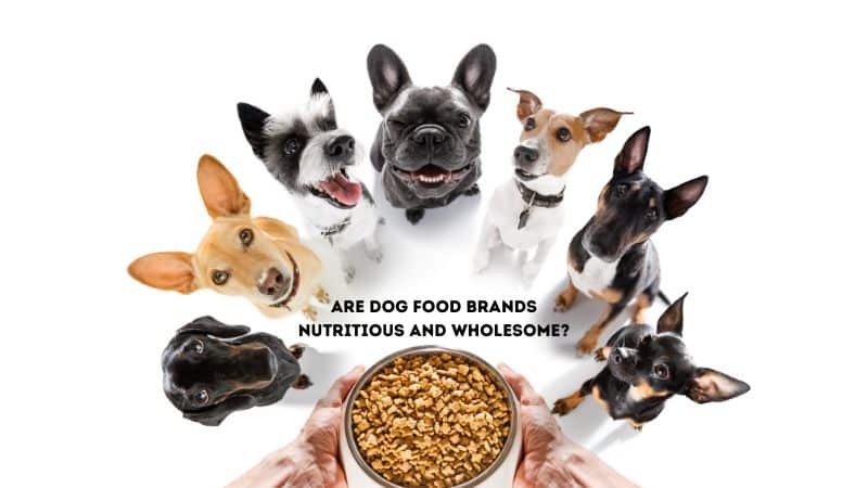 Are dog food brands nutritious and wholesome?