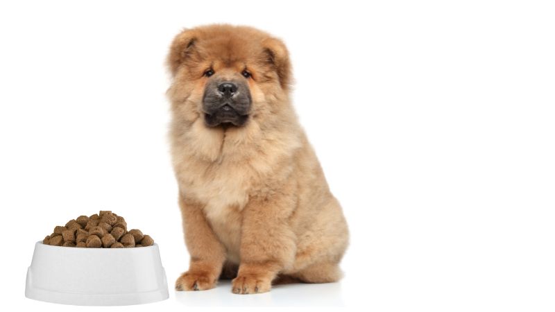 Beneficial Dietary Supplements for Chow Chows