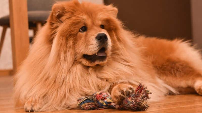 Beneficial Dietary Supplements for Chow Chows