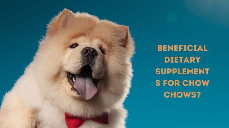 Beneficial Dietary Supplements for Chow Chows