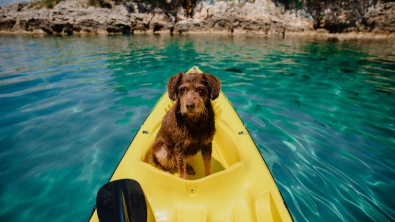Best Kayaks for Dogs in 2023