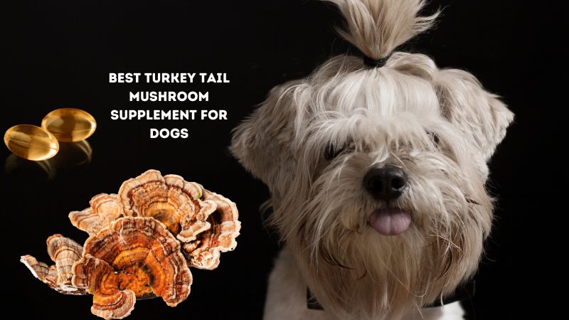Best Turkey Tail Mushroom Supplement for Dogs