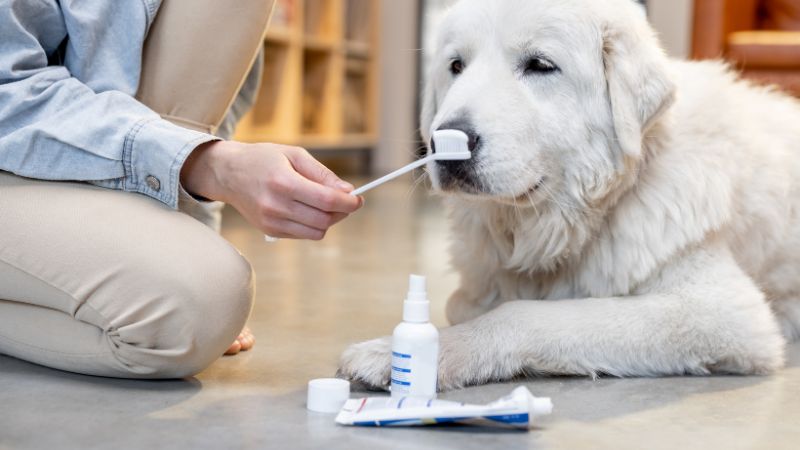 Best anti-chewing sprays for dogs