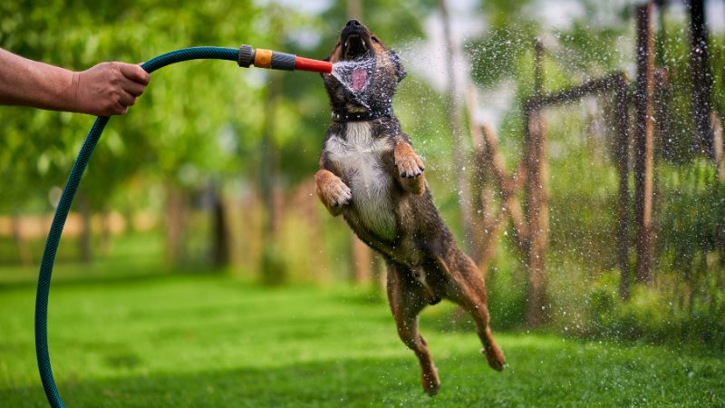 Best anti-chewing sprays for dogs