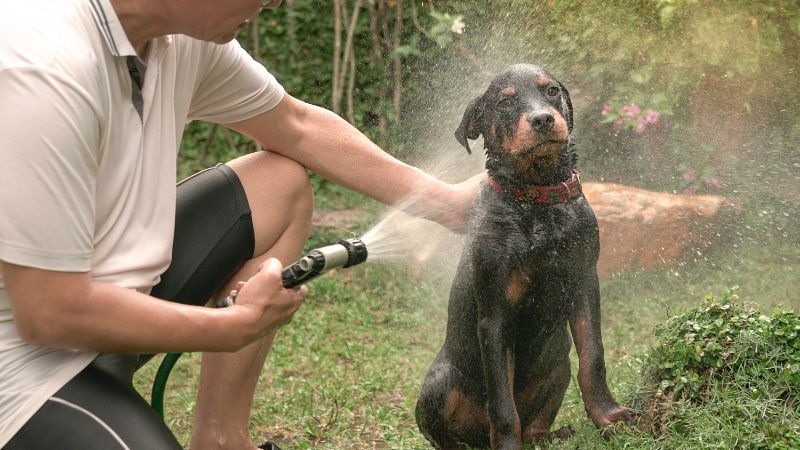 Best anti-chewing sprays for dogs