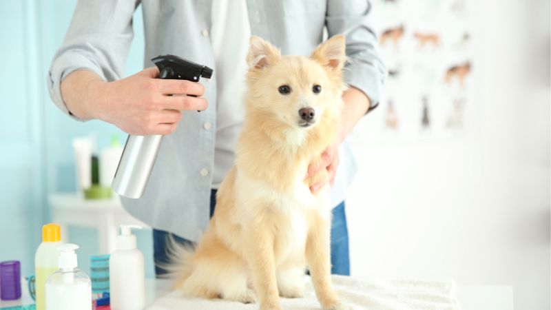 Best anti-chewing sprays for dogs
