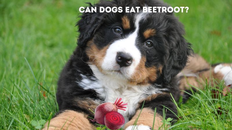 Can Dogs Eat Beetroot?