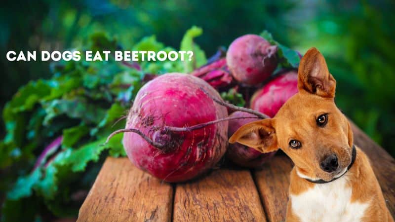 Can Dogs Eat Beetroot?