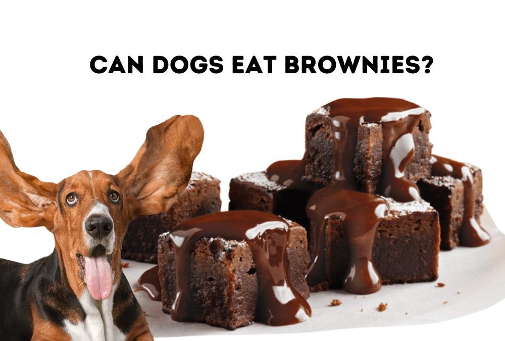Can Dogs Eat Brownies?
