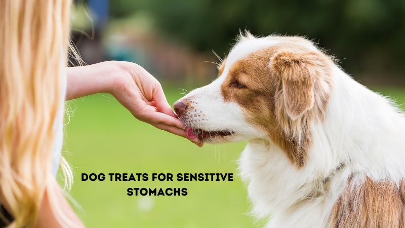 Dog Treats For Sensitive Stomachs