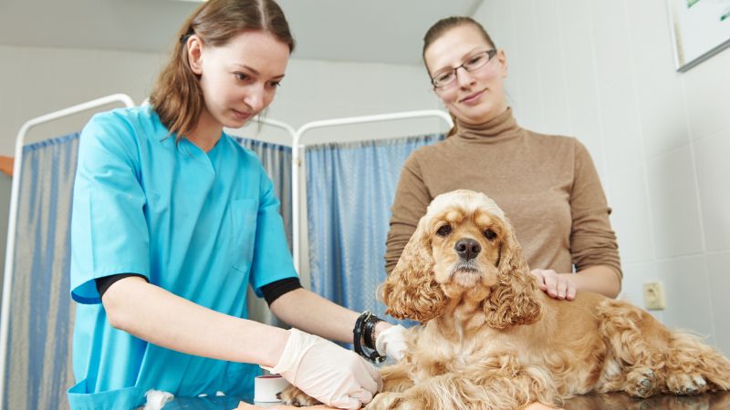 Dog Treats For Sensitive Stomachs 