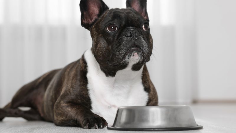 English Bulldog Bowls 5 Best Choices 
