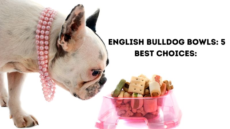 English Bulldog Bowls 5 Best Choices
