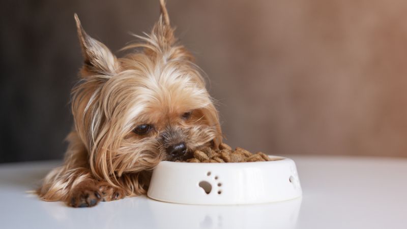 The Top Brands of Dry Dog Food 