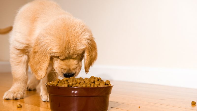 The Top Brands of Dry Dog Food 
