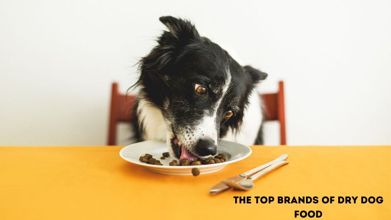 The Top Brands of Dry Dog Food