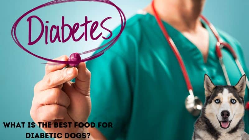 What is the best food for diabetic dogs?