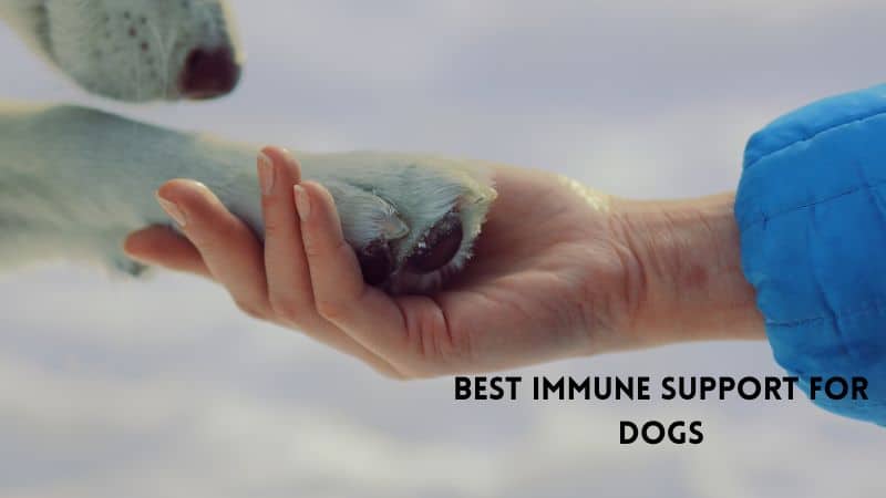 Best Immune Support for Dogs