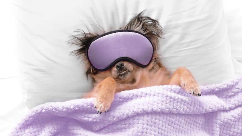 Best Sheets for Dog Hair! (2023)