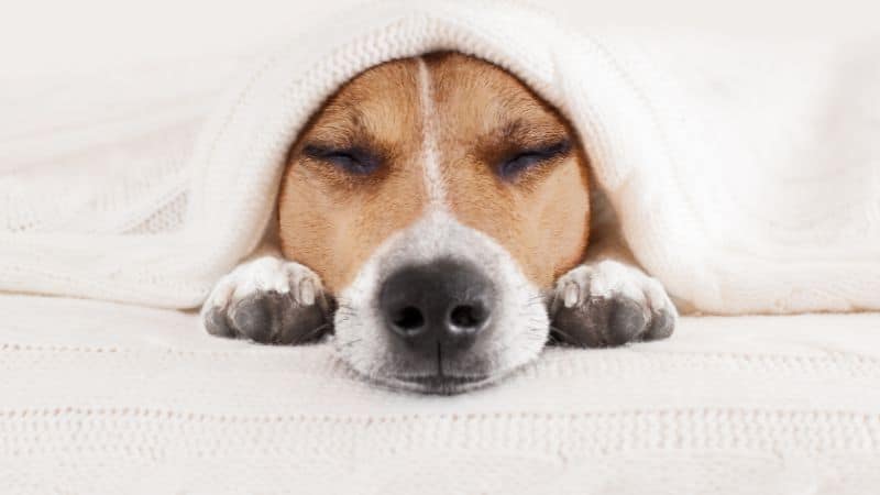 Best Sheets for Dog Hair! (2023)