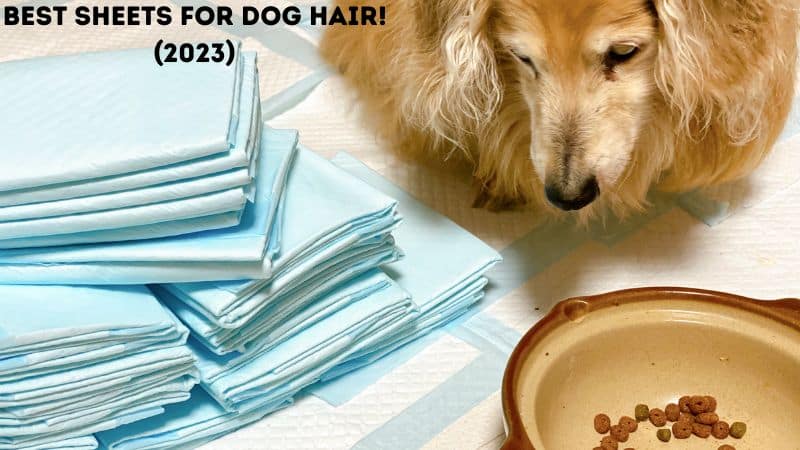 14 Best Sheets for Dog Hair! (2023)