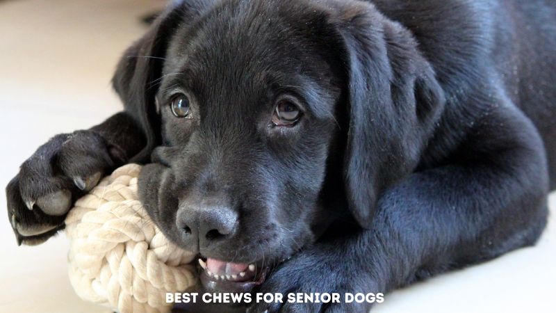 Best chews for senior dogs