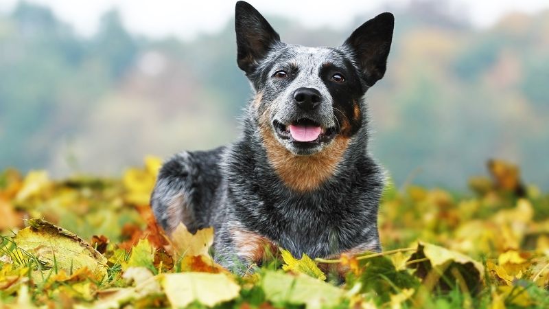 Best farm dogs with horses