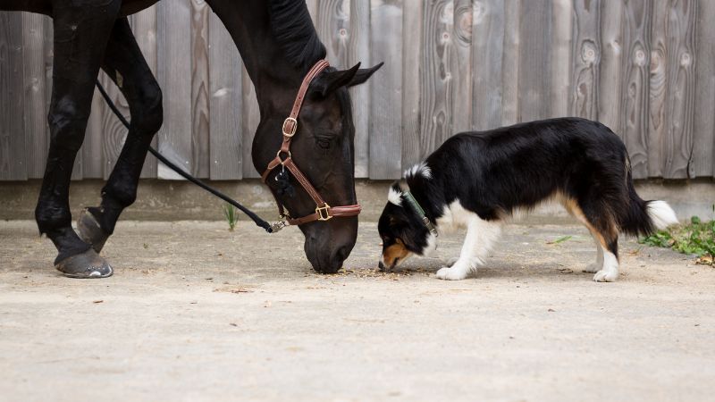 Best farm dogs with horses