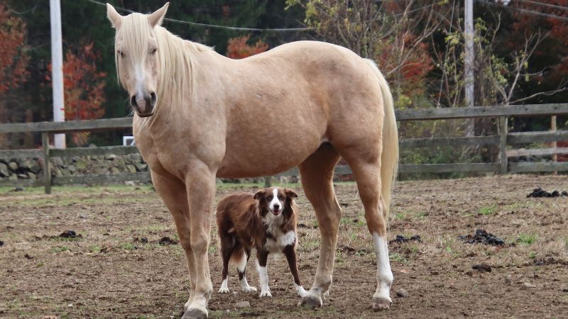 Best farm dogs with horses