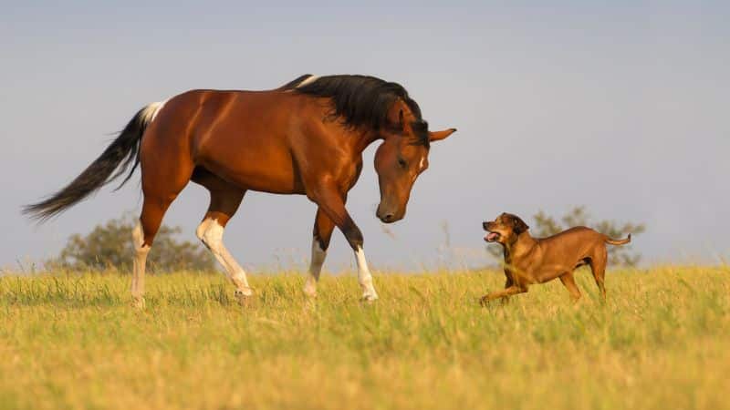 Best farm dogs with horses