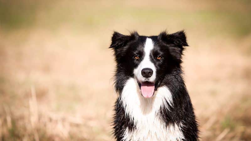 Best farm dogs with horses