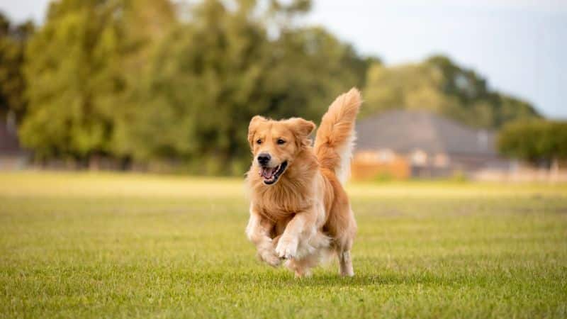 Best farm dogs with horses