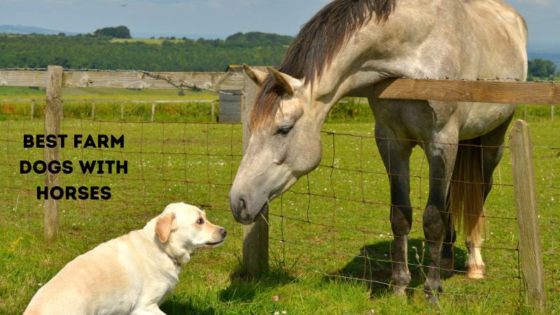 Best farm dogs with horses