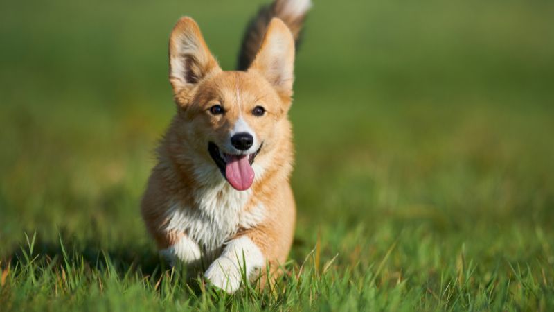 Best farm dogs with horses