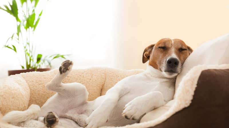 Dog hair-removing bedsheets. Buying Guide.