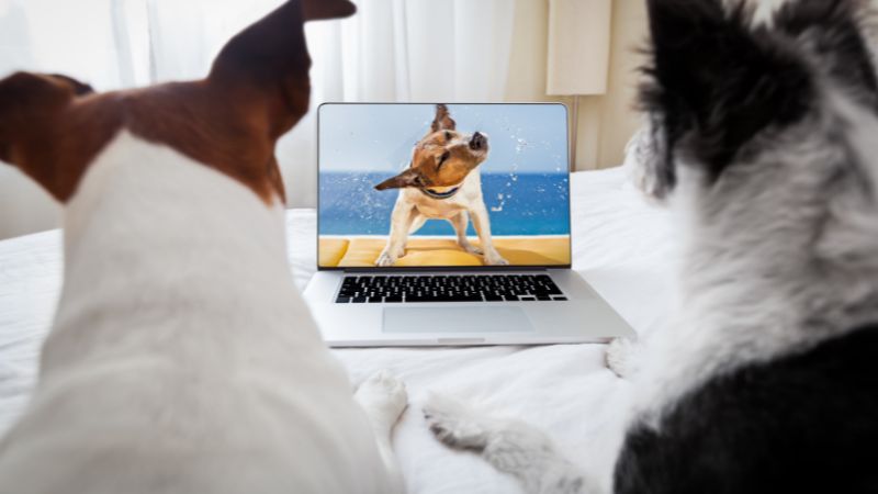 THE BEST DOG TV SHOWS OF ALL TIME