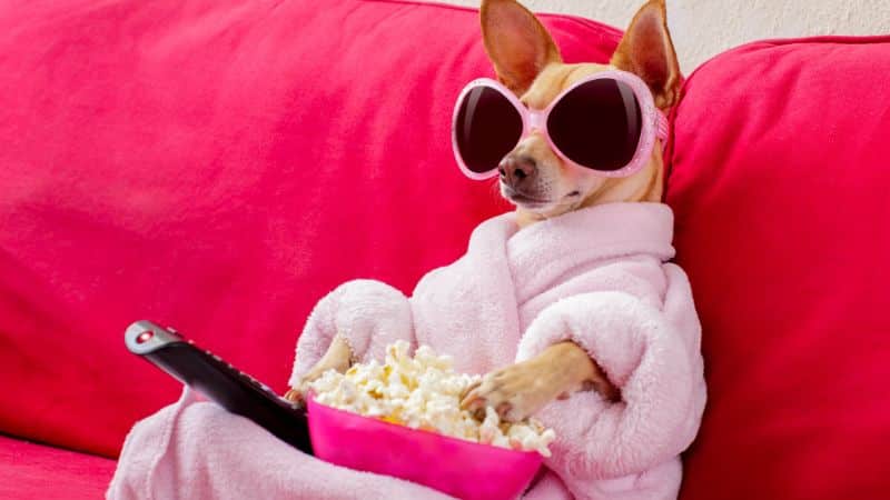 THE BEST DOG TV SHOWS OF ALL TIME