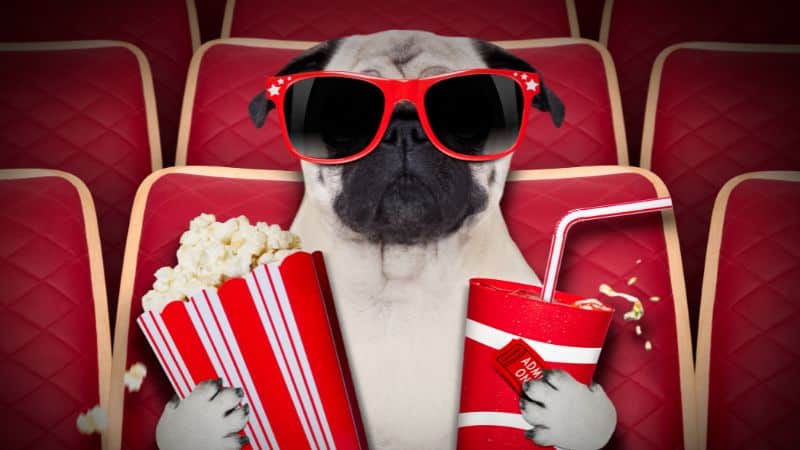 THE BEST DOG TV SHOWS OF ALL TIME