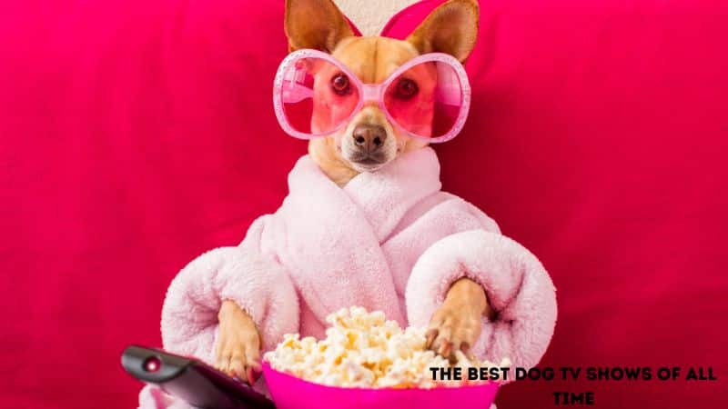 THE BEST DOG TV SHOWS OF ALL TIME