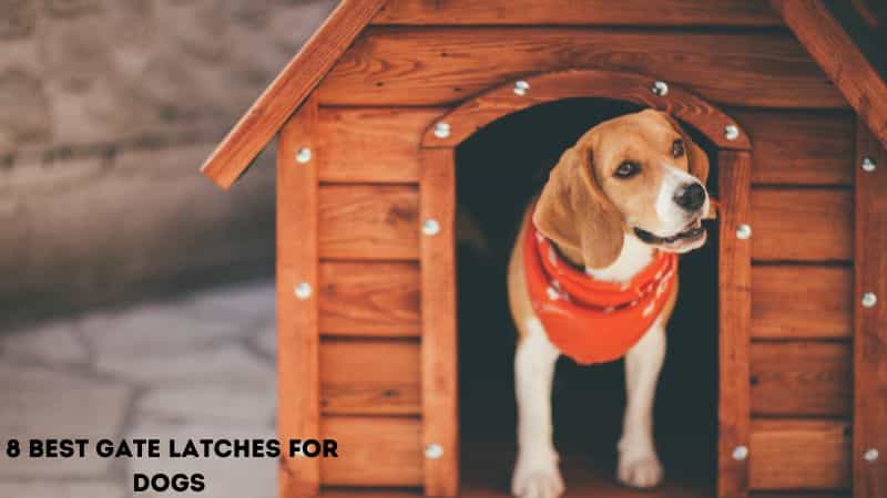 The 8 Best Gate Latches for Dogs