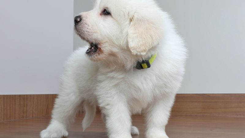 What are the best White Noise Machines for Dogs